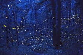 See Fireflies Light Up A Mexican Forest