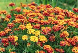 planting marigolds in your vegetable garden