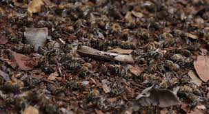 Ocurre muerte masiva de abejas en región maya de Campeche · Talacha informativa