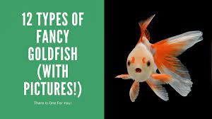 fancy goldfish types 12 best with