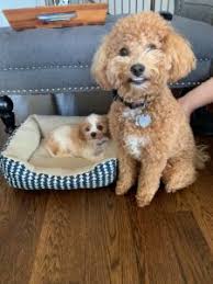 You can ask around your local spca organizations, or you can find you can also google cavapoo breeders near me and see what google brings you. Past Cavapoo Puppies Weaver Family Farms