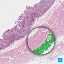 stomach histology mucosa glands and