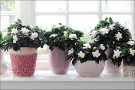 Growing Gardenias Indoors Valuable