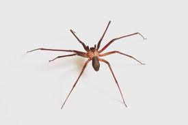 get rid of brown recluse infestations