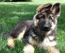 Our standards for german shepherd breeders in virginia were developed with leading veterinarians and animal welfare experts. Sprague S German Shepherds California German Shepherd Dog Breeder