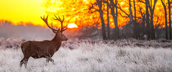 where to shoot a deer the 7 best