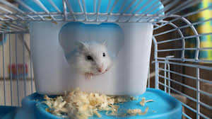 Hamsters are up at dawn. Hamster Care Animal Health Topics School Of Veterinary Medicine