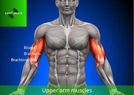 the best exercises for strong biceps