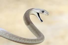 deadliest snake quiz howstuffworks