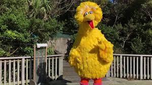 Big Bird's Big Bird Facts | Big Bird recently made a trip to New Zealand  where he stopped at Zealandia Ecosanctuary to learn about different types  of birds! Learn with him in