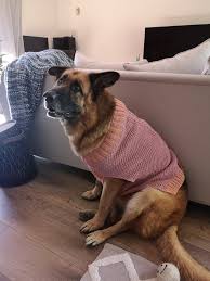Does your pup need some designer dog sweaters for winter? Dogs Wearing Sweaters
