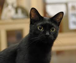 好奇心旺盛な美人黒猫のくーにゃんちゃん - となねこ