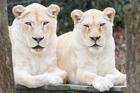The lion (panthera leo) is a species in the family felidae and a member of the genus panthera. 22 Year Old White Lion Euthanized At Cincinnati Zoo