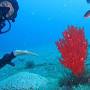 GoDive Mykonos Scuba Diving Resort from greekholidayguide.com