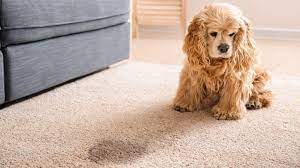 how to remove dog hair from carpet
