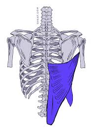 These ribs can be associated with a painful condition called slipping rib syndrome. How To Draw The Human Back A Step By Step Construction Guide Gvaat S Workshop