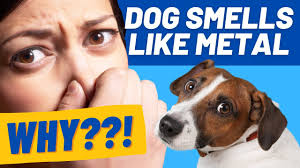 dog smells like metal blood iron