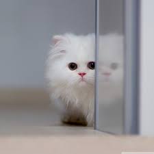 cute white cat ultra hd desktop