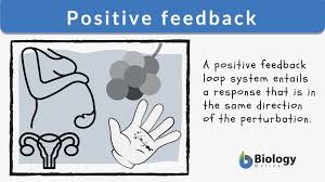 positive feedback definition and