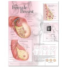 The Female Breast Chart Laminated