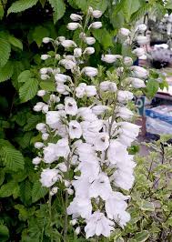 White Flowers Garden