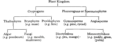 Division Of Plant Kingdom Botany