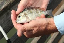 Jennettes Pier Fishing Report August 31 2018 Fishtrack Com