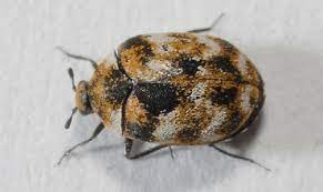 what is this bug carpet beetles