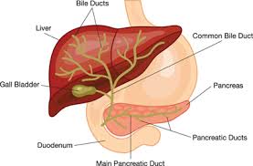 Variation in size, color, shape and consistency is relevant and may help in the identification of the etiology. Department Of Surgery Primary Biliary Cirrhosis
