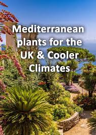 26 Mediterranean Plants For The Uk