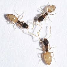 ghost ant identification habits