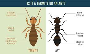 I if you neglect one place in your yard, car, garage, summerhouse,. How To Identify Termites Safeguard Pest Control