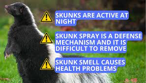 The Skunk Smell In The House Dangerous