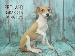 Today, these dogs come in a wide variety of colors, and have very sweet, playful and devoted personalities, though they can be shy at times. Italian Greyhound Puppies Petland Sarasota