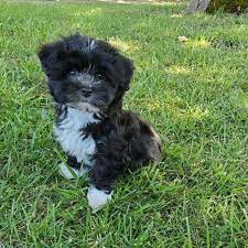 1 cute black havanese puppy