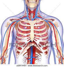 Intravenous contrast is seen in the left ventricle (1) and descending aorta (2). Chest Anatomy Artwork Clip Art U59414401 Fotosearch