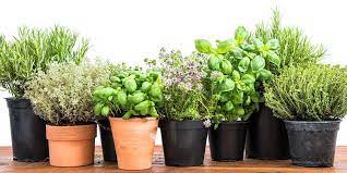 How To Grow A Diy Indoor Herb Garden