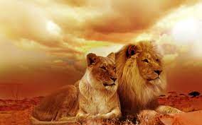 Lion Family HD Wallpaper - Forever ...