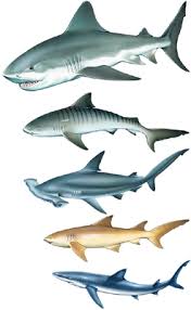 Résultat de recherche d'images pour "developpement oeuf requin"