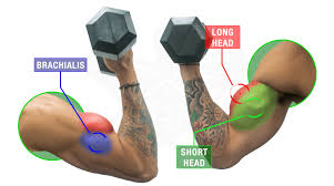 The Ultimate Dumbbell Bicep Workout You Need For Massive Arms
