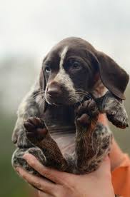 Advertise, sell, buy and rehome pointer dogs and puppies with pets4homes. Pointer Puppies For Sale Adoptapet Com