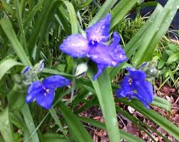 The stems are usually red and covered with fine white hairs. Beautiful Indigo Purple Flower Or Weed Flowers Forums