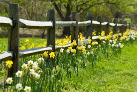 daffodil garden stock photo adobe stock