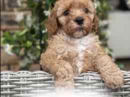 Breeders on our site are located throughout pennsylvania and surrounding states. Cavoodle For Sale Petsforhomes Australia