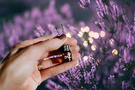 Is it safe to use lavender oil as a flea repellent? Is Lavender Essential Oil Safe For Cats And Dogs Boosting Wellness