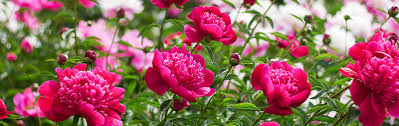 Peony Rose Growing Guide Garden