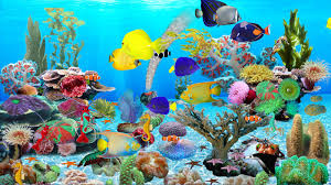 fond d ecran pc aquarium gratuit animé