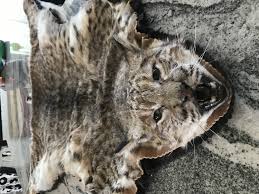 beautiful bobcat rug done by mark