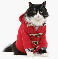 100 πιο αστεία ρούχα για γάτες: όμορφα κοστούμια για τα ζώα