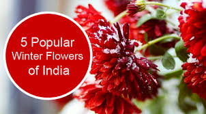 5 por winter flowers of india
